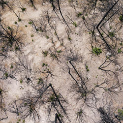 Drones may help replant forests—if enough seeds take root