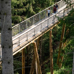 World's longest treetop walk launches 'Path of the Dragon' AR experience