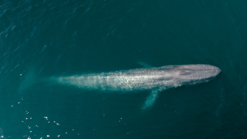 How Researchers are Using Drones in New Whale Conservation Efforts