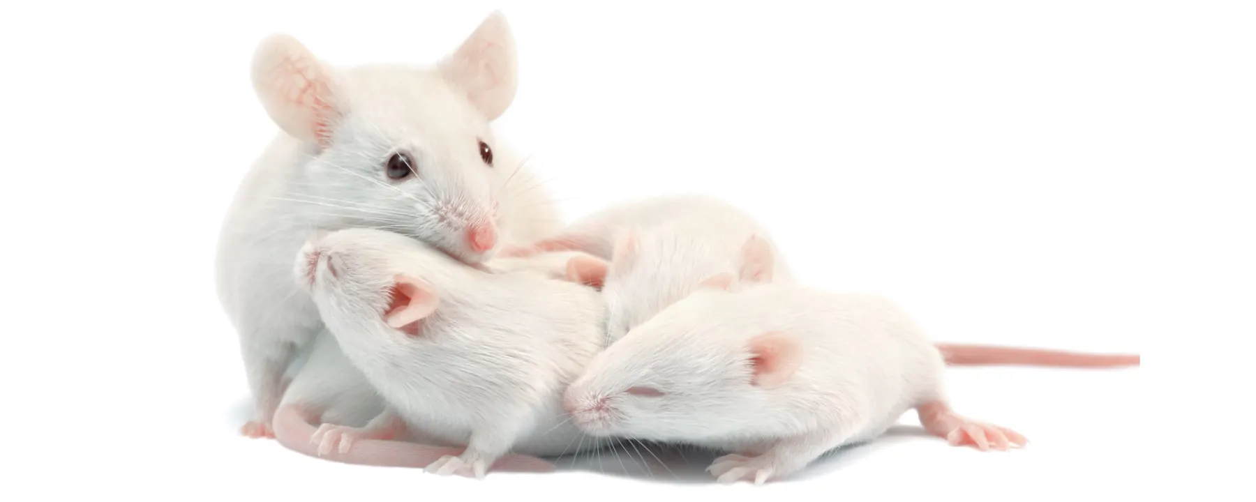 In Vivo Gene Therapy Cures Infertility in Mice