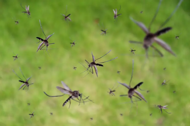 Louisiana using drones to fight out-of-control mosquitos