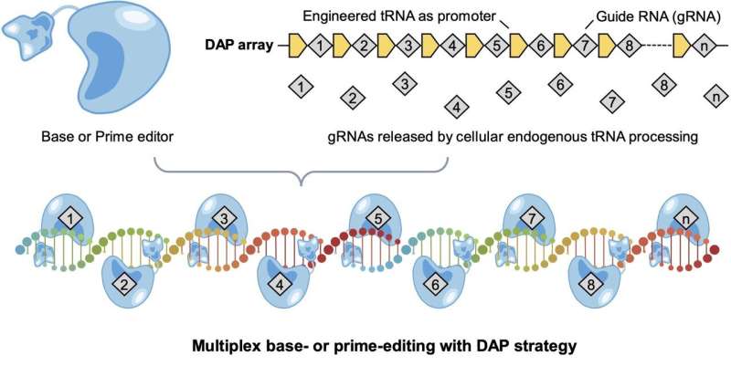 'Drive-and-process' gene editing array casts a wide net to fix mutations