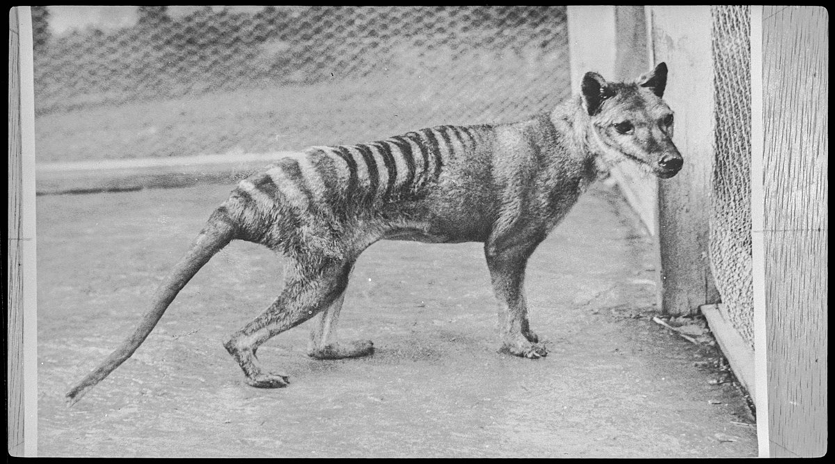 Jurassic Park re-run? Scientists using gene editing technology to resurrect Tasmanian tiger