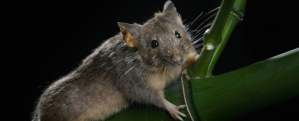 Scientists Just Genetically Edited a Million Years of Evolution Into Mouse DNA