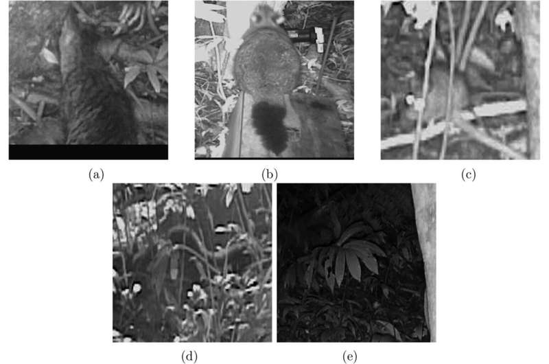 Artificial intelligence spots pests in trail cams, and tracks indigenous plants from orbit