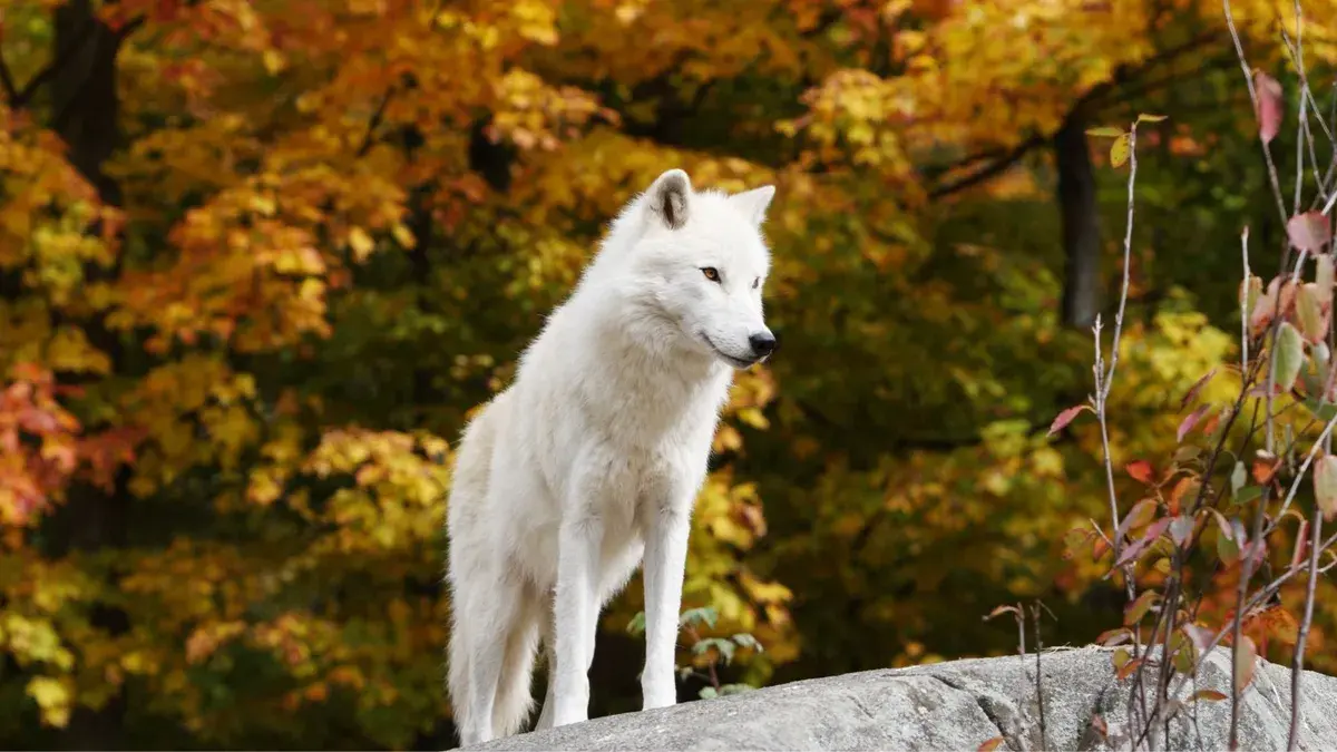 Chinese scientists created a first-of-its-kind Arctic wolf called Maya